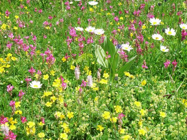 Image 15