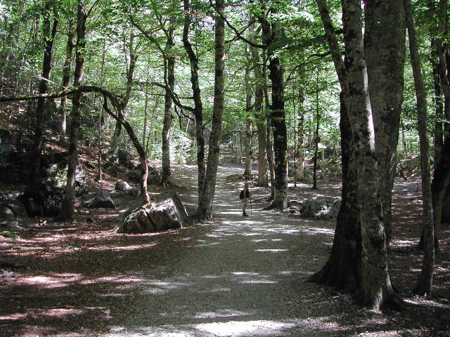Image 31
