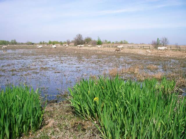 Image 15