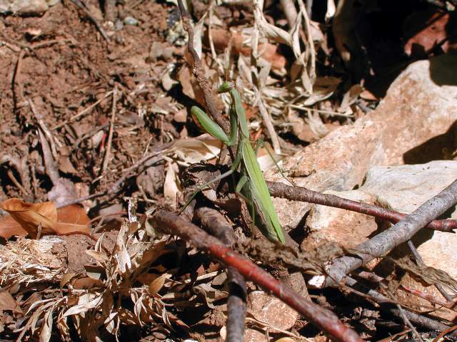 Image 13